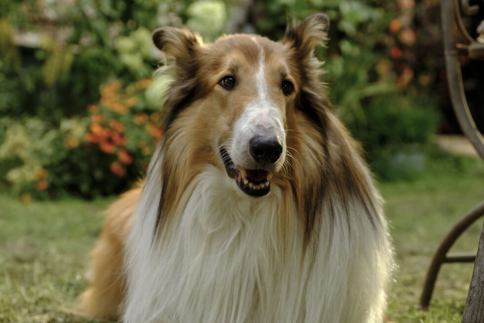 Lassie på nye eventyr
 Foto: SF Studios