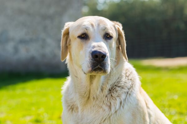 Servicehunden Gipsy gir Anne Margrethe selvstendighet og livskvalitet